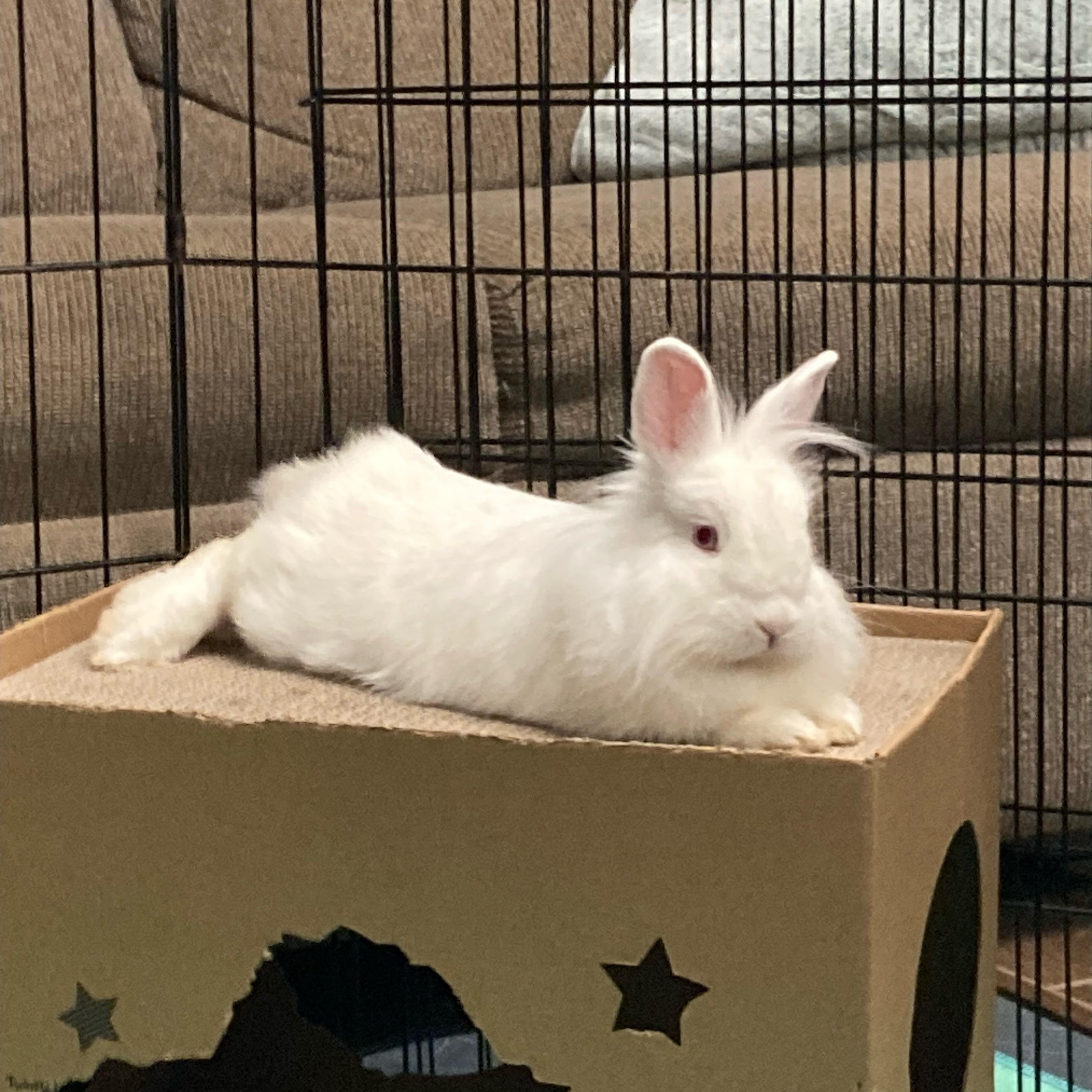 Enlarge Sparkle, an adoptable Lionhead in Charlotte, NC image 1/5