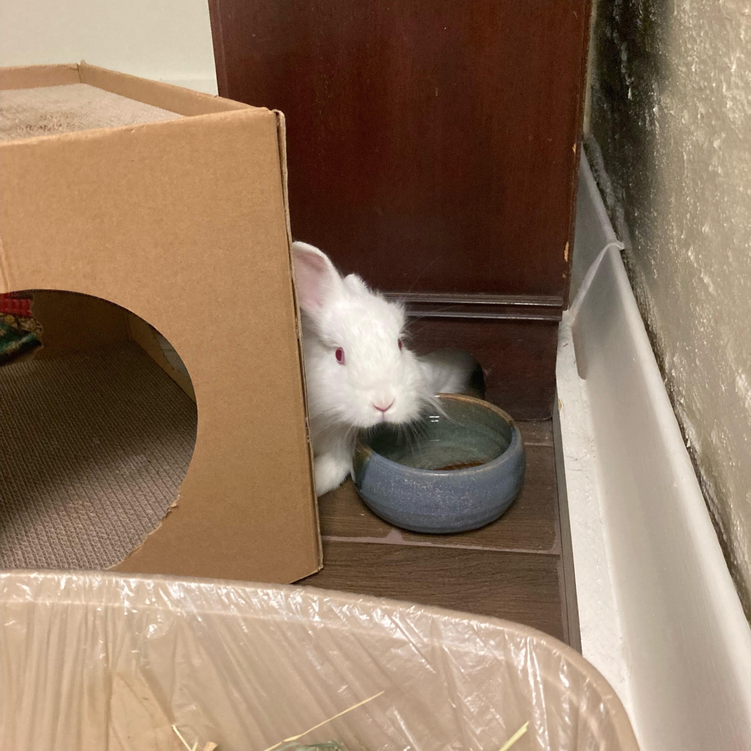 Enlarge Sparkle, an adoptable Lionhead in Charlotte, NC image 4/5