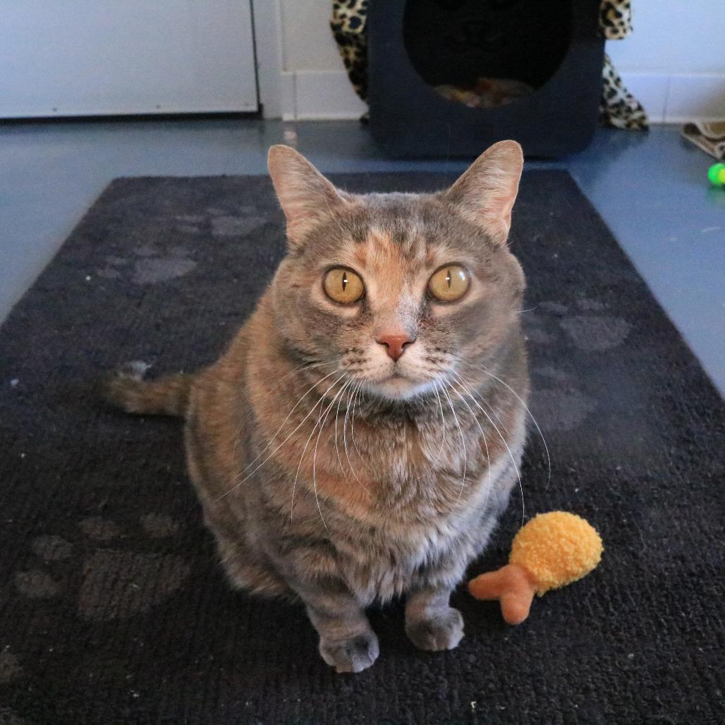 Cheddar, Adoptable, Adult Female Domestic Short Hair.