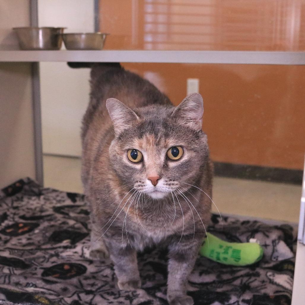 Enlarge Cheddar, a Adoptable Domestic Short Hair in Rifle, CO image 2/6