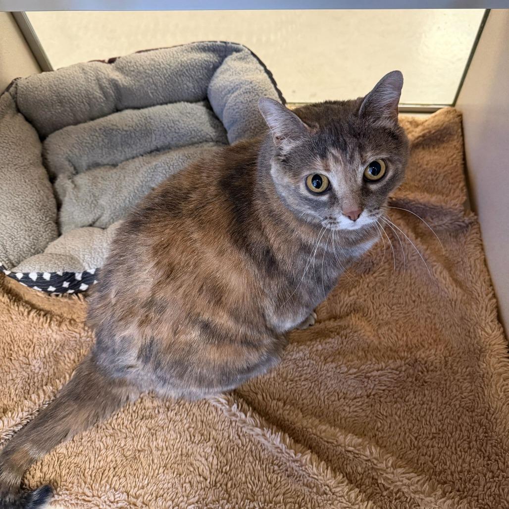 Enlarge Cheddar, a Adoptable Domestic Short Hair in Rifle, CO image 3/6