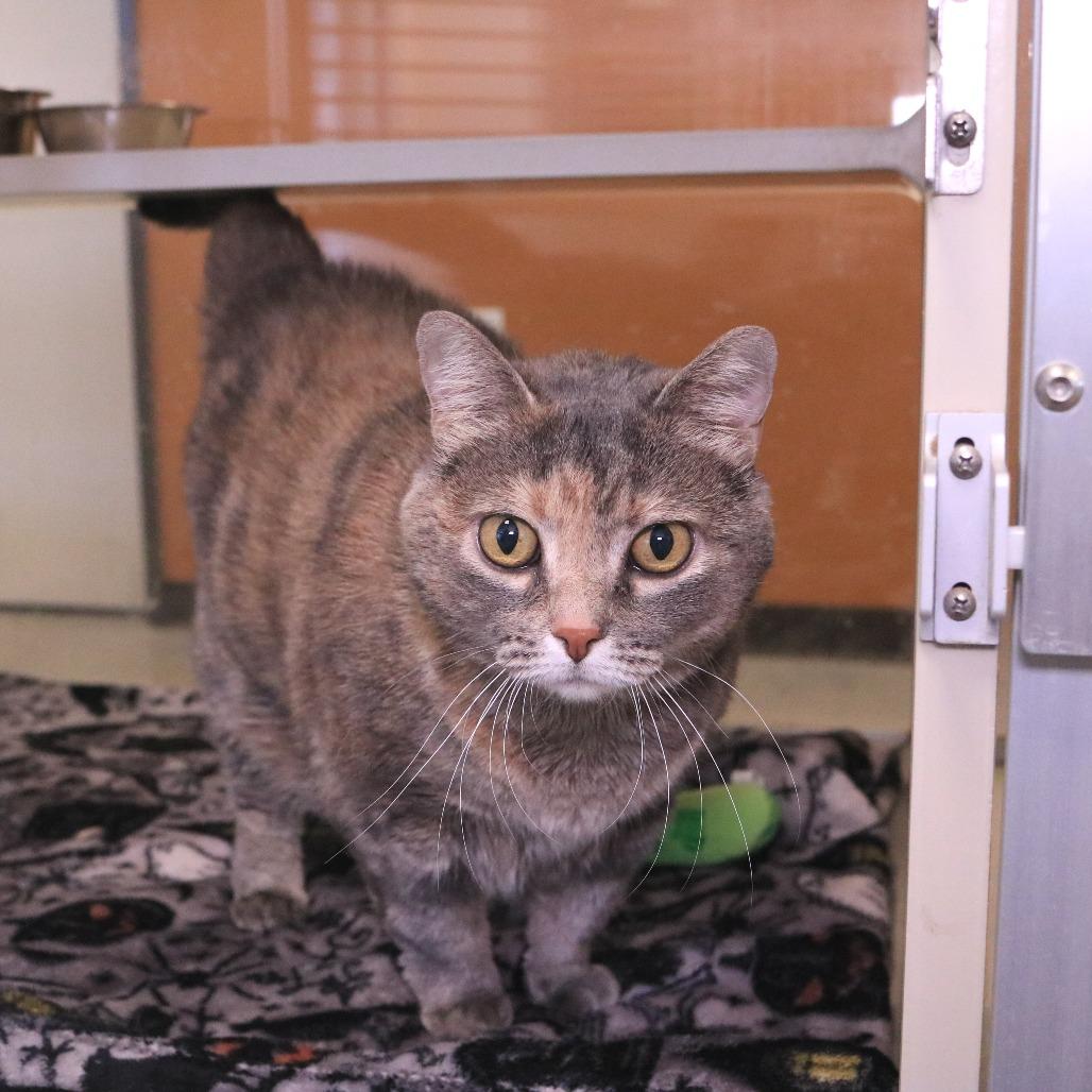 Enlarge Cheddar, a Adoptable Domestic Short Hair in Rifle, CO image 5/6