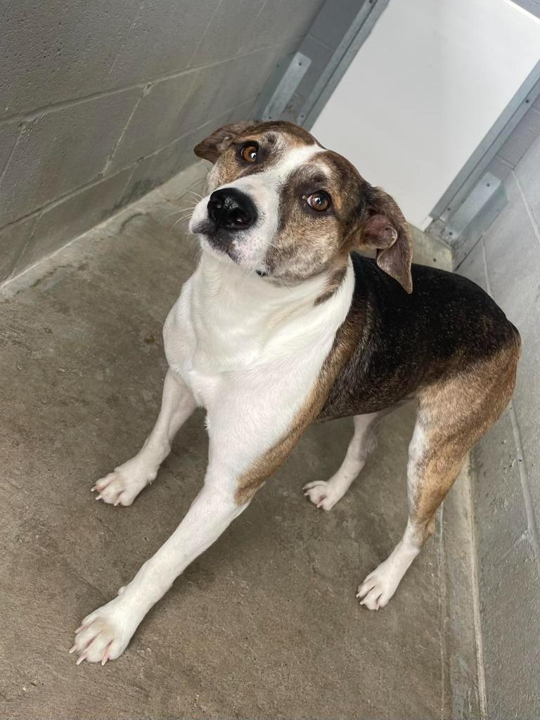Enlarge Loki, a ADOPTABLE Mixed Breed in Calhoun, KY image 1/1
