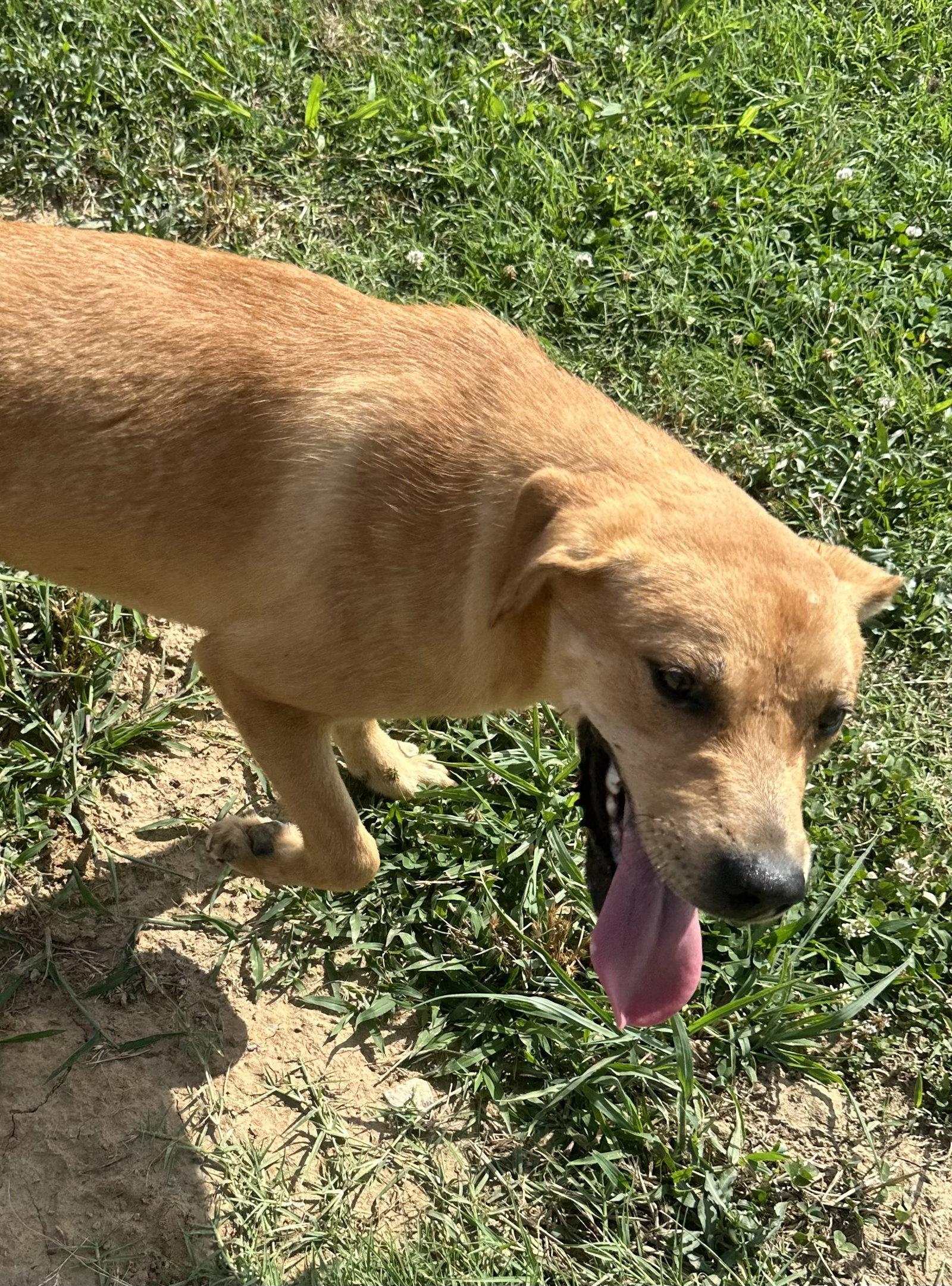 Daina, Adoptable, Puppy Female Labrador Retriever & Golden Retriever.