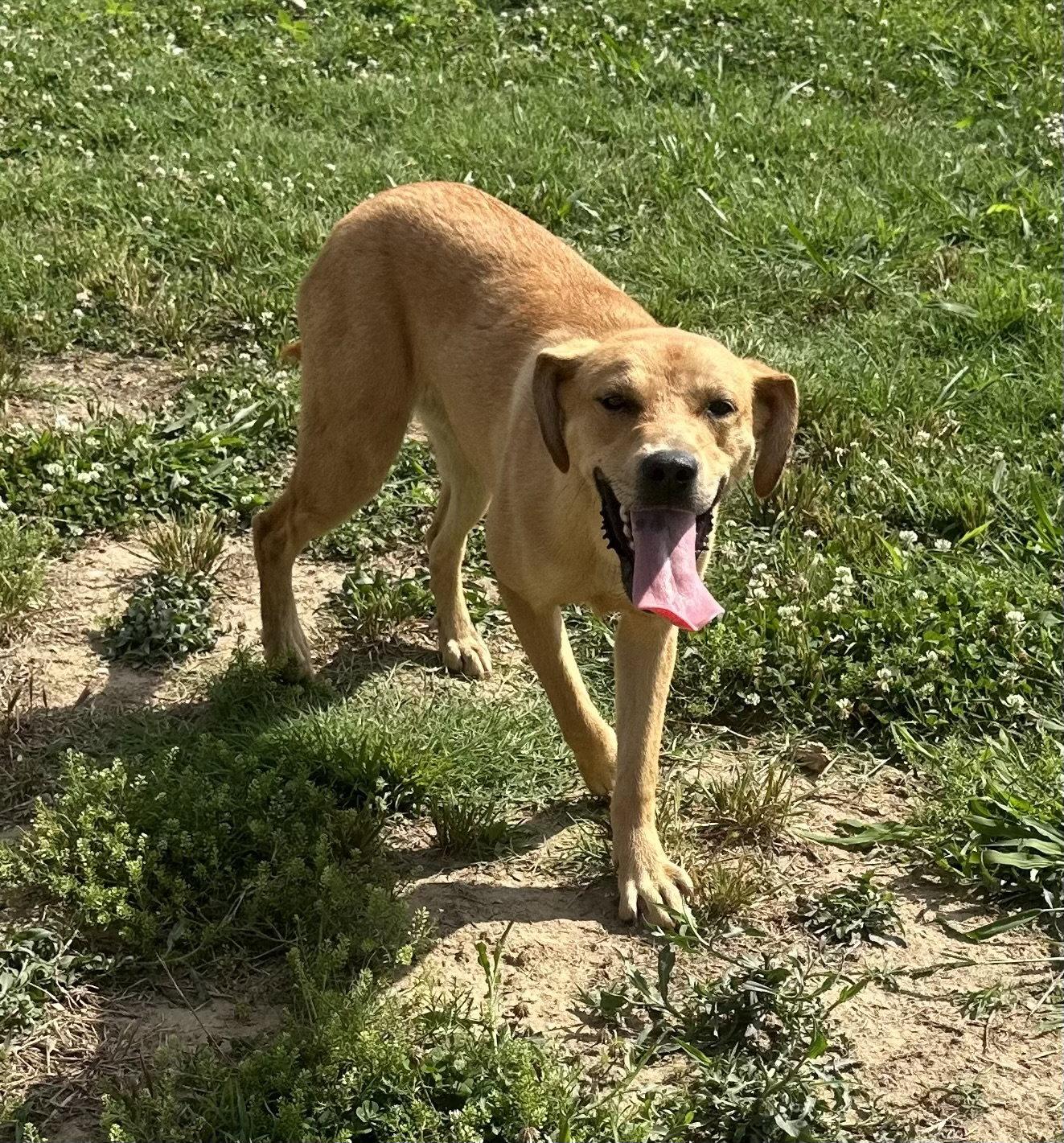 Enlarge Daina, a Adoptable mixed breed in Corning, AR image 2/3