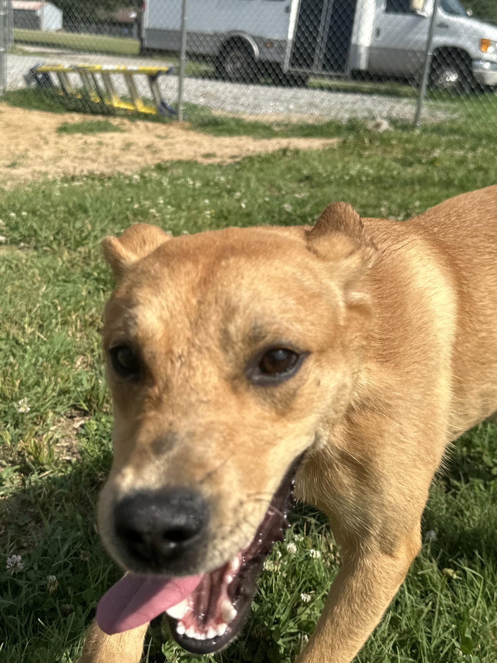 Enlarge Daina, a Adoptable mixed breed in Corning, AR image 3/3