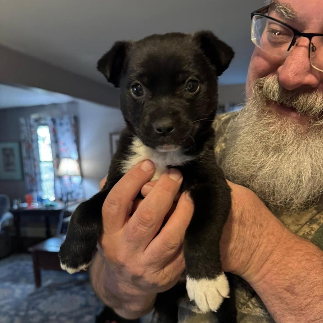 Elf, Adoptable, Puppy Female Retriever & Terrier.