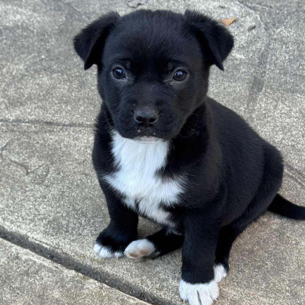 Enlarge Elf, a Adoptable mixed breed in Raleigh, NC image 2/2