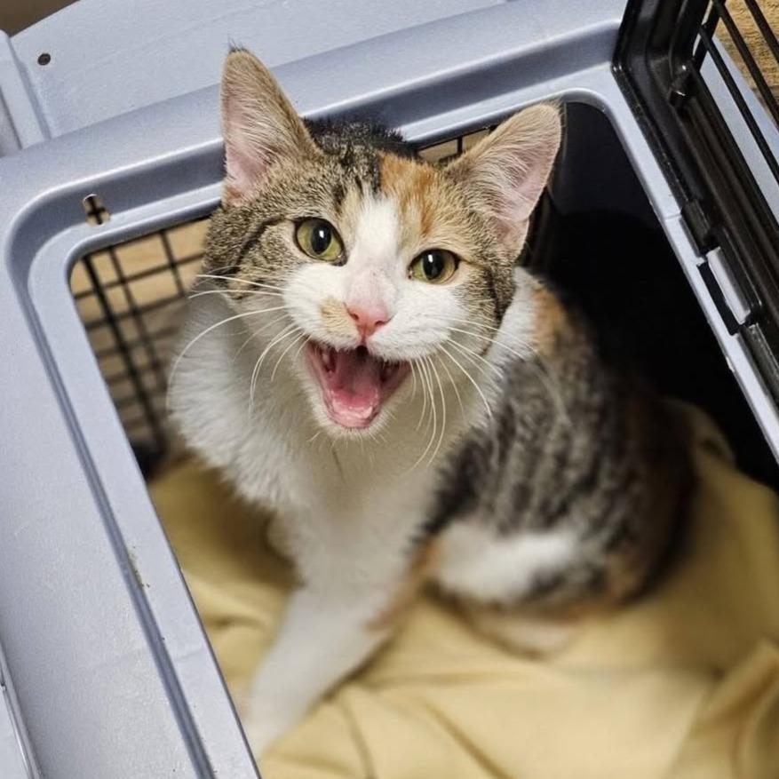 Arya, Adoptable, Adult Female Domestic Short Hair.