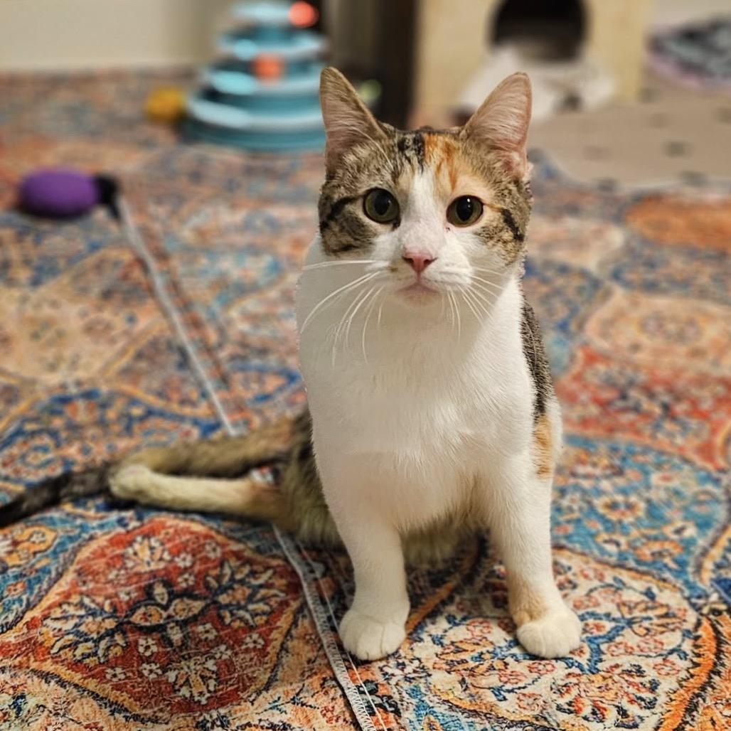 Enlarge Arya, a Adoptable Domestic Short Hair in Inver Grove Heights, MN image 2/6