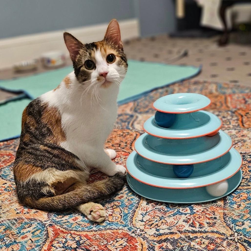 Enlarge Arya, a Adoptable Domestic Short Hair in Inver Grove Heights, MN image 4/6