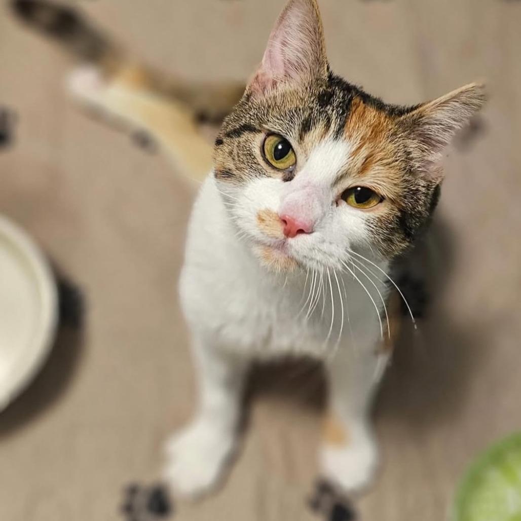 Enlarge Arya, a Adoptable Domestic Short Hair in Inver Grove Heights, MN image 5/6