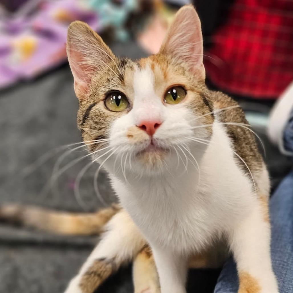 Enlarge Arya, a Adoptable Domestic Short Hair in Inver Grove Heights, MN image 6/6