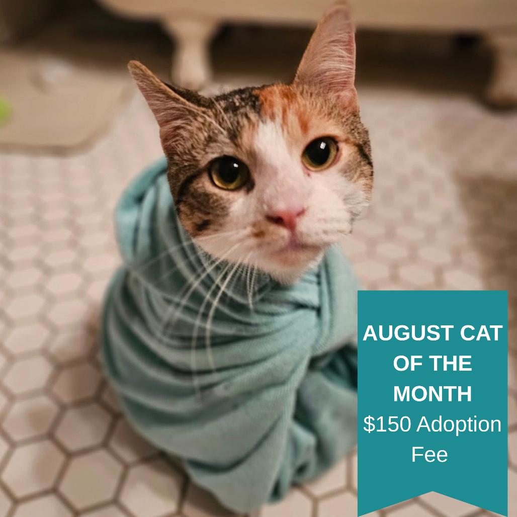 Arya, a Adoptable Domestic Short Hair in Inver Grove Heights, MN image 6/6