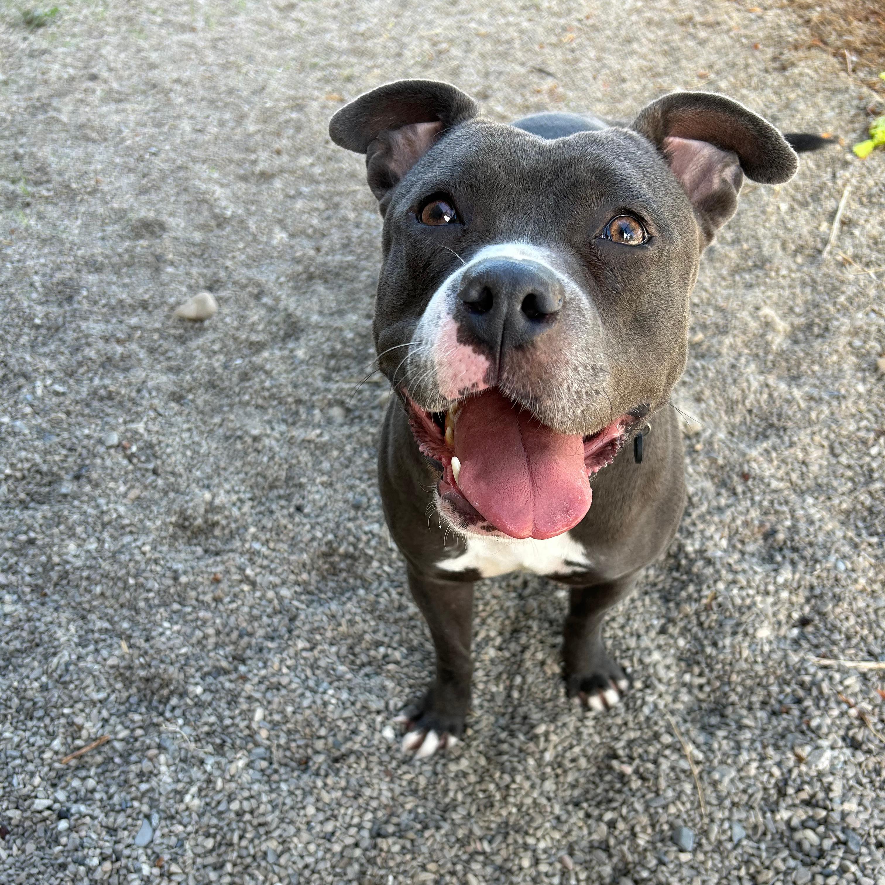 Enlarge Luna, a Adopted mixed breed in Lindon, UT image 4/6