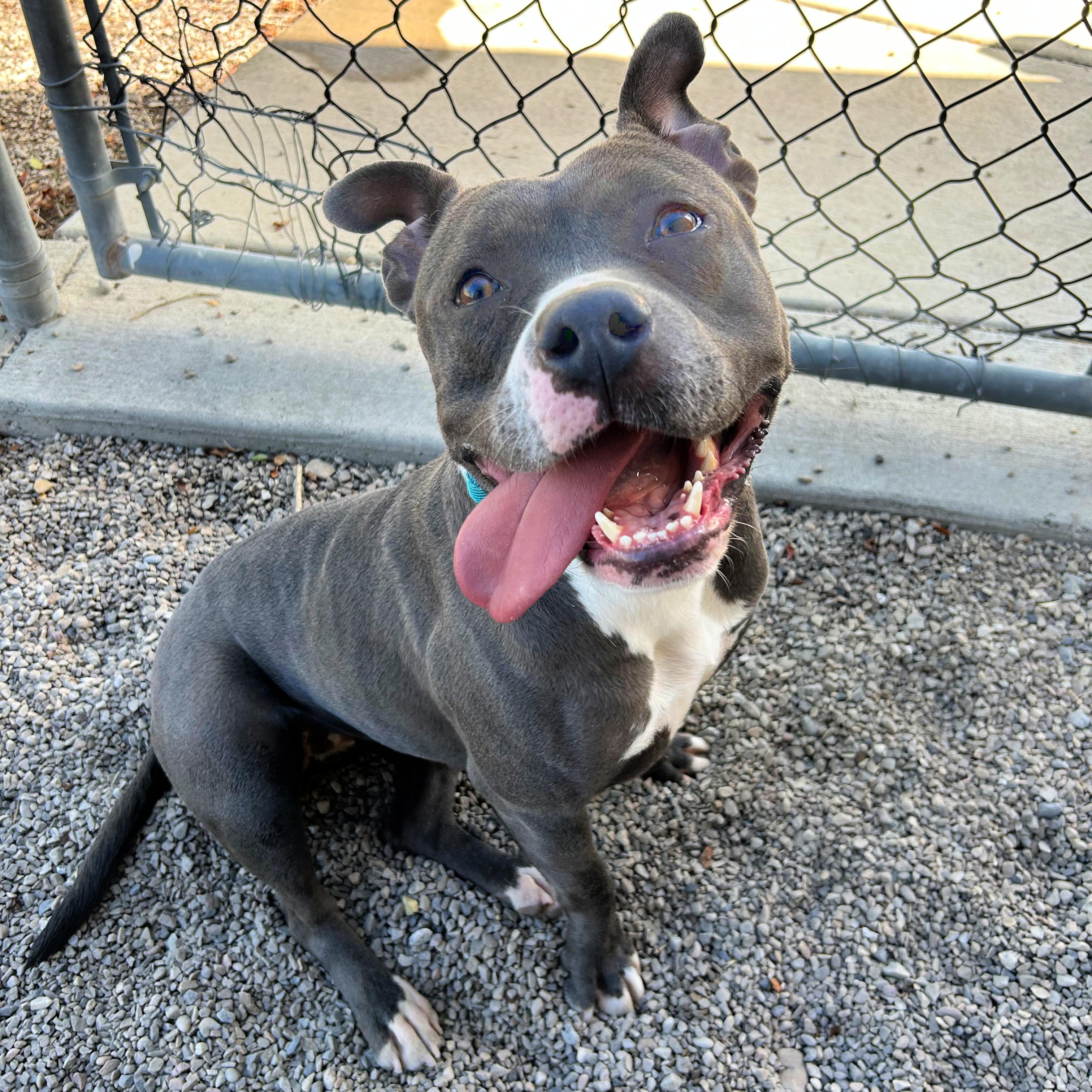Enlarge Luna, a Adopted mixed breed in Lindon, UT image 5/6
