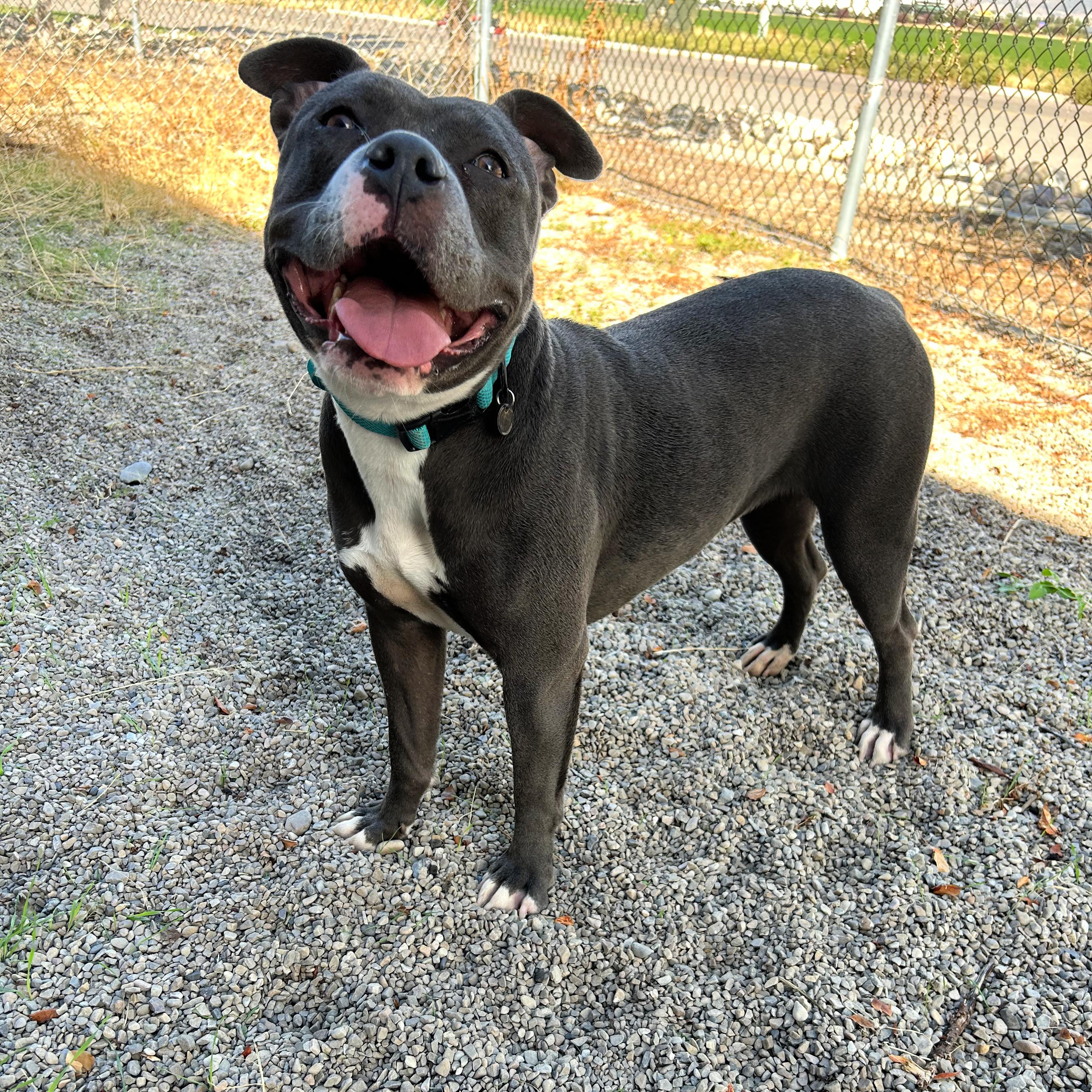 Luna, Adopted, Young Female Pit Bull Terrier.