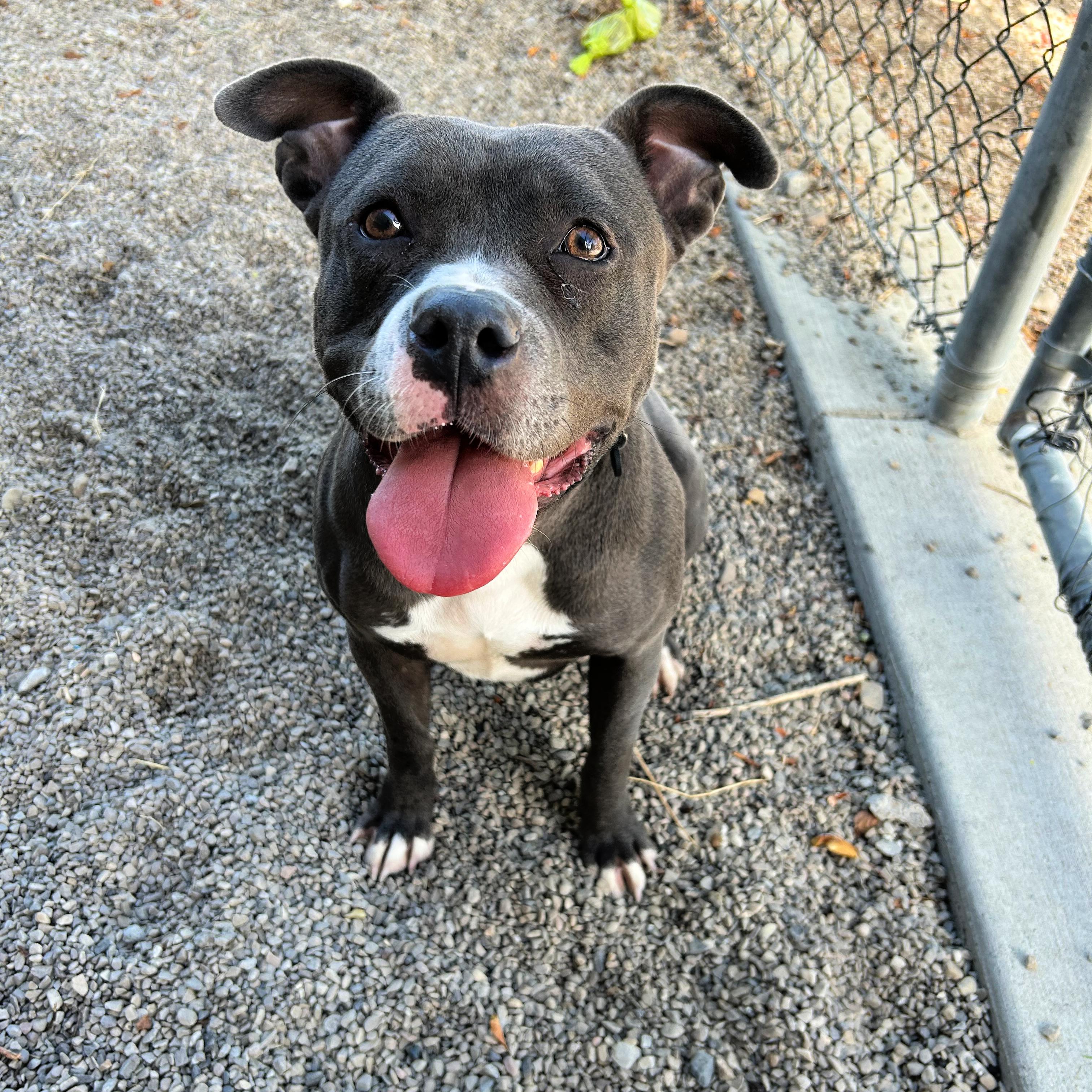 Enlarge Luna, a Adopted mixed breed in Lindon, UT image 2/6
