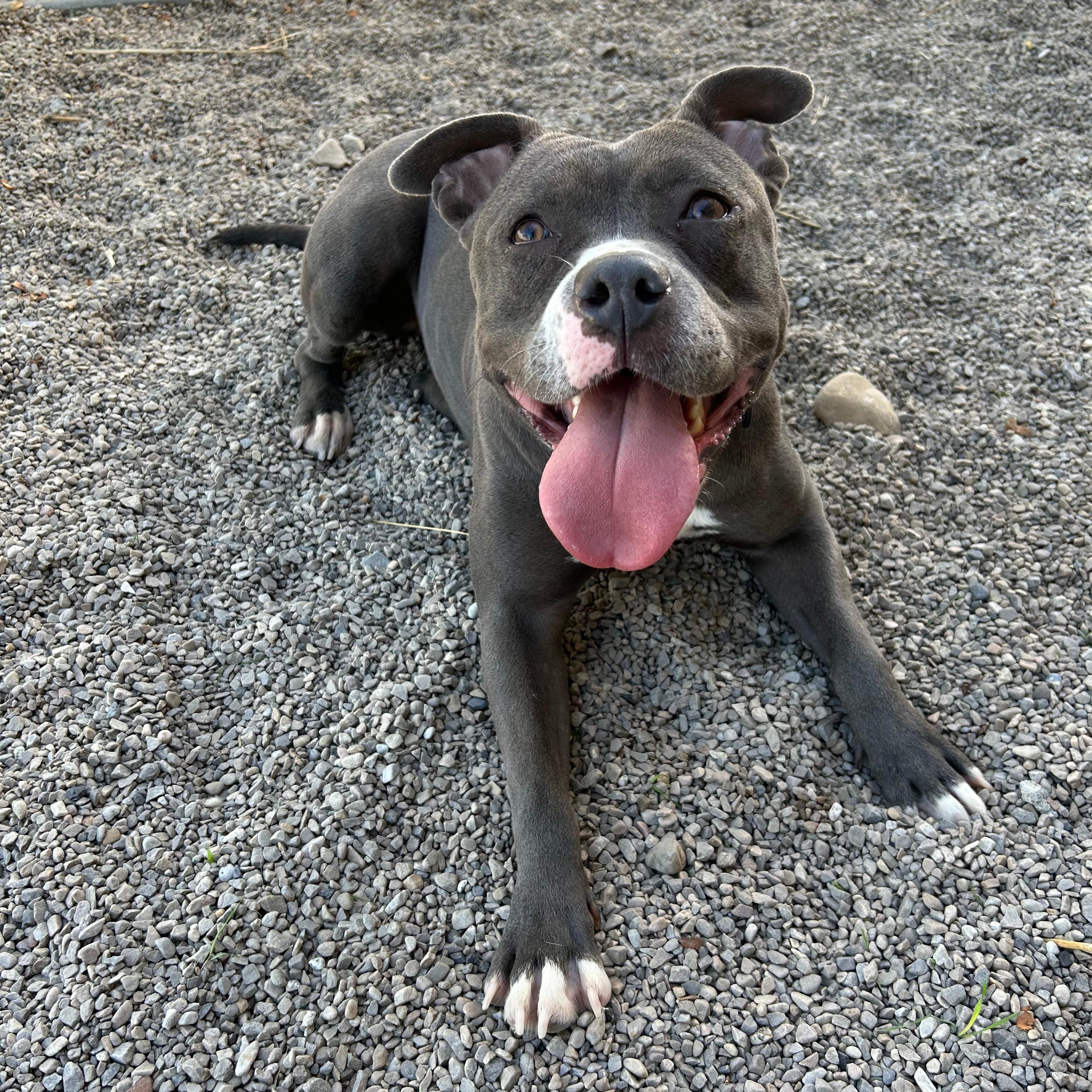 Enlarge Luna, a Adopted mixed breed in Lindon, UT image 6/6