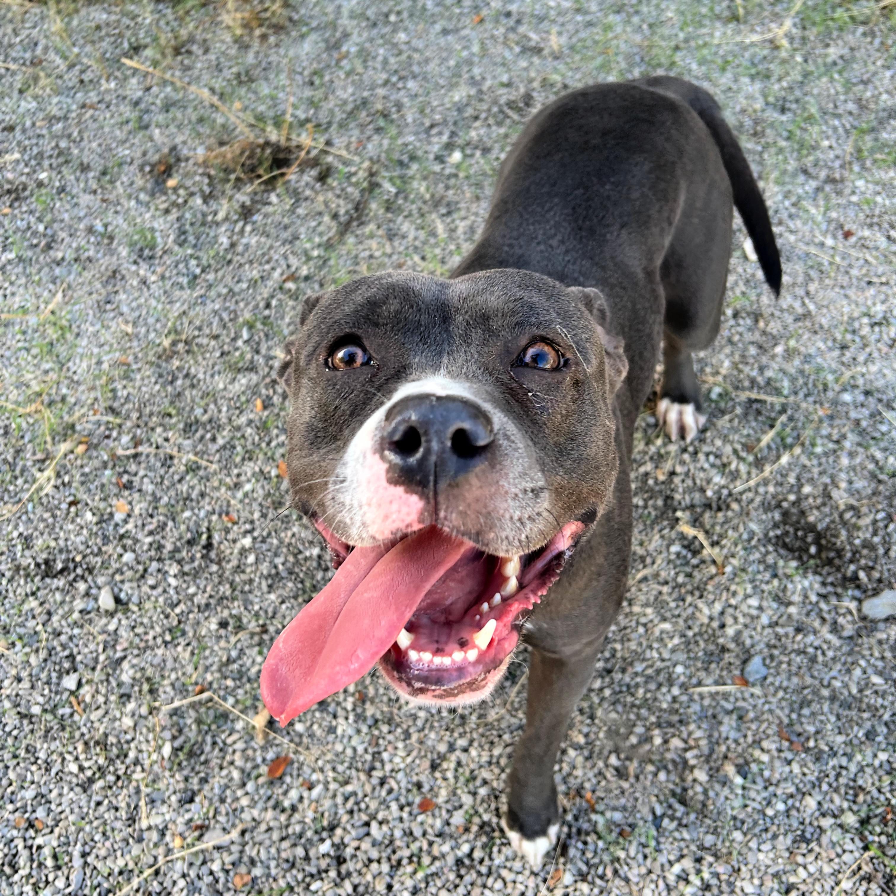 Enlarge Luna, a Adopted mixed breed in Lindon, UT image 3/6