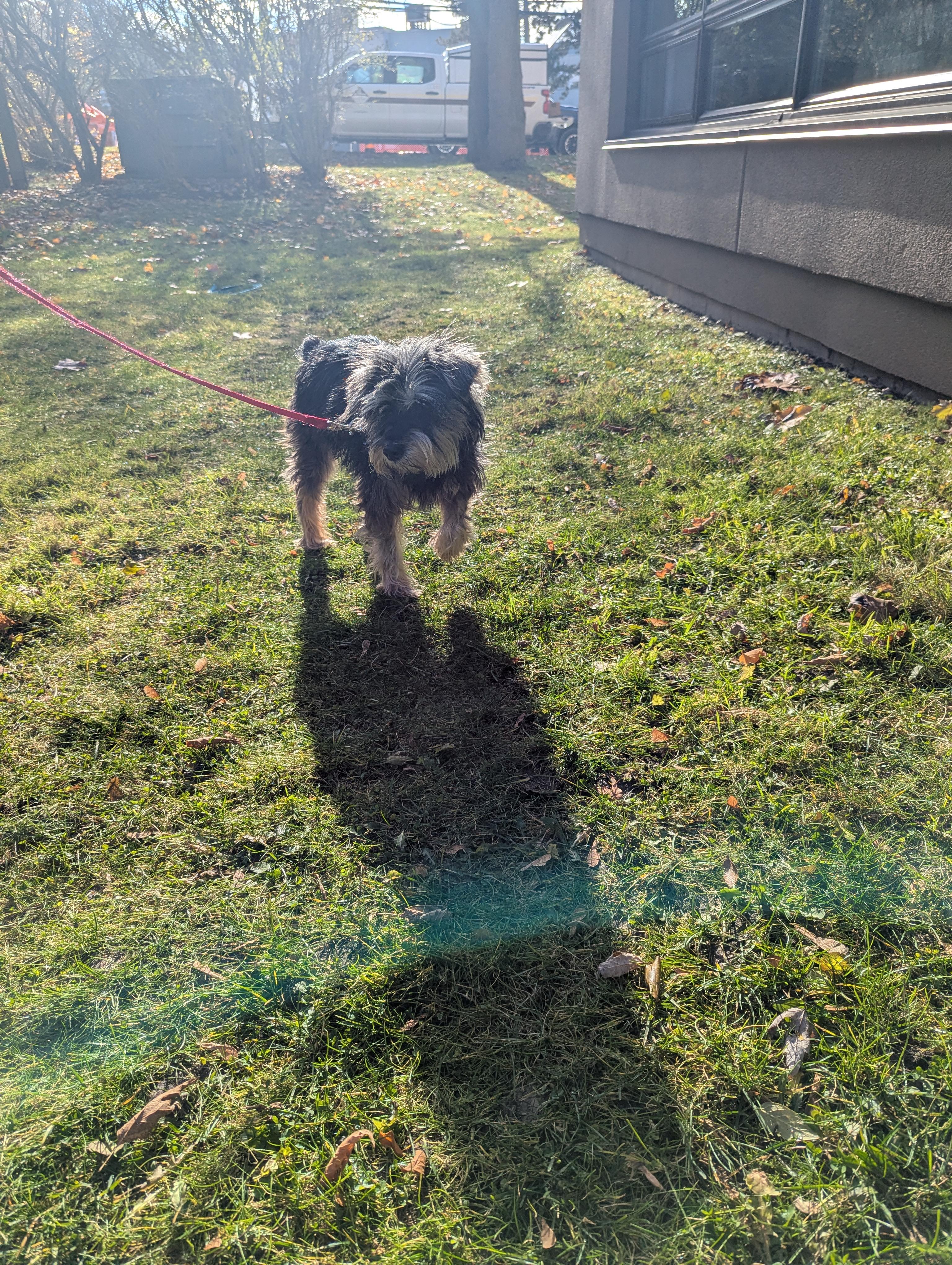 Duchess, a Adoptable mixed breed in Owen Sound, ON image 4/4