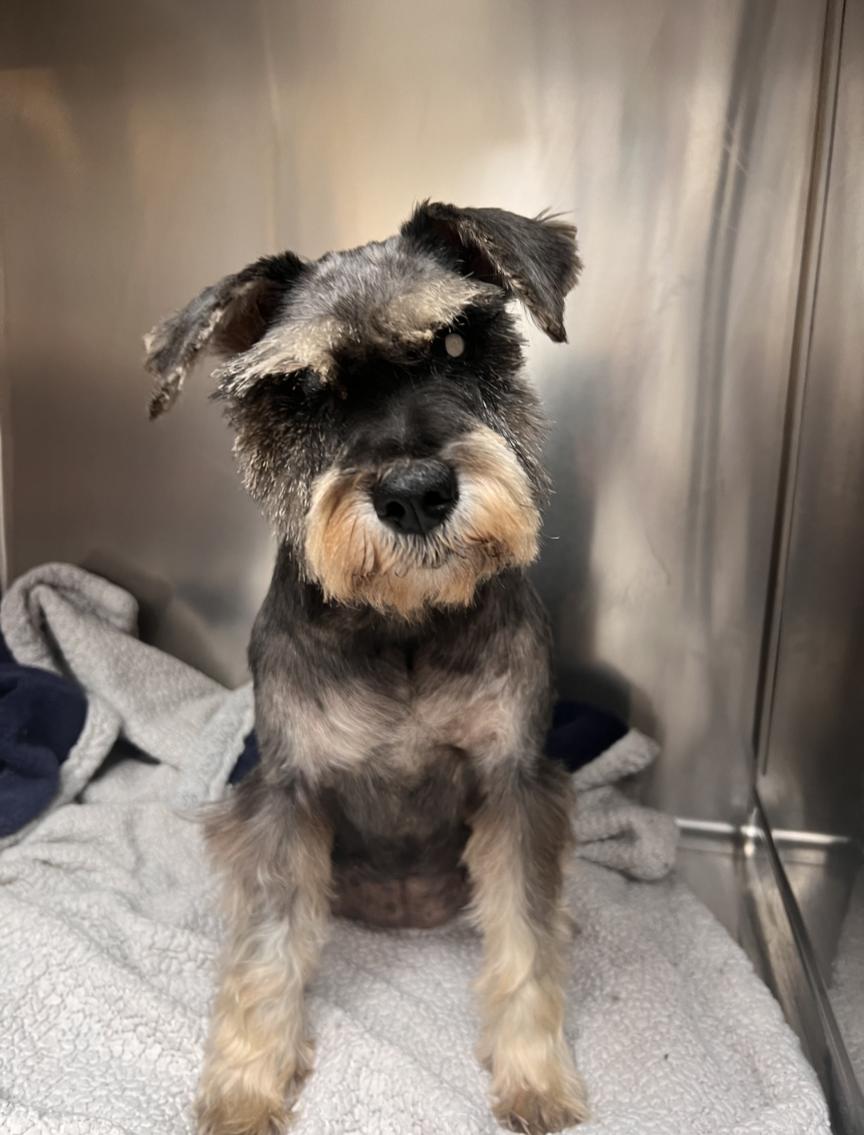 Duchess, a Adoptable mixed breed in Owen Sound, ON image 1/4