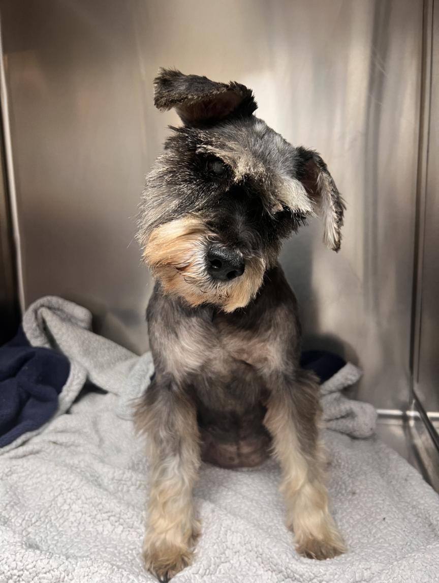 Duchess, a Adoptable mixed breed in Owen Sound, ON image 3/4