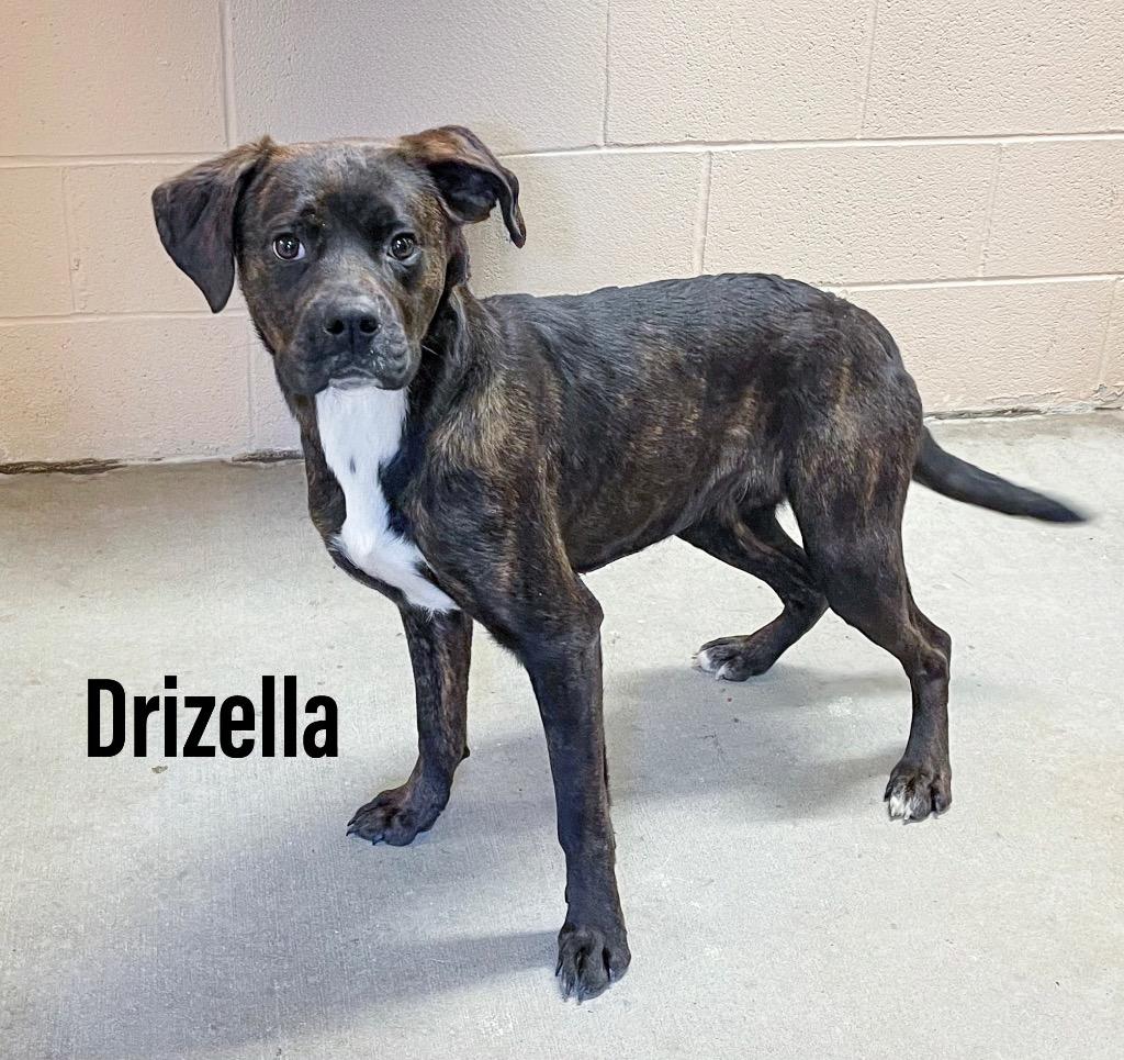 Enlarge Drizella, a Adoptable mixed breed in Clearfield, KY image 1/1