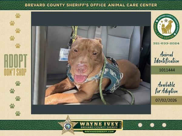 Enlarge Clay, a Adoptable mixed breed in Melbourne, FL image 1/1