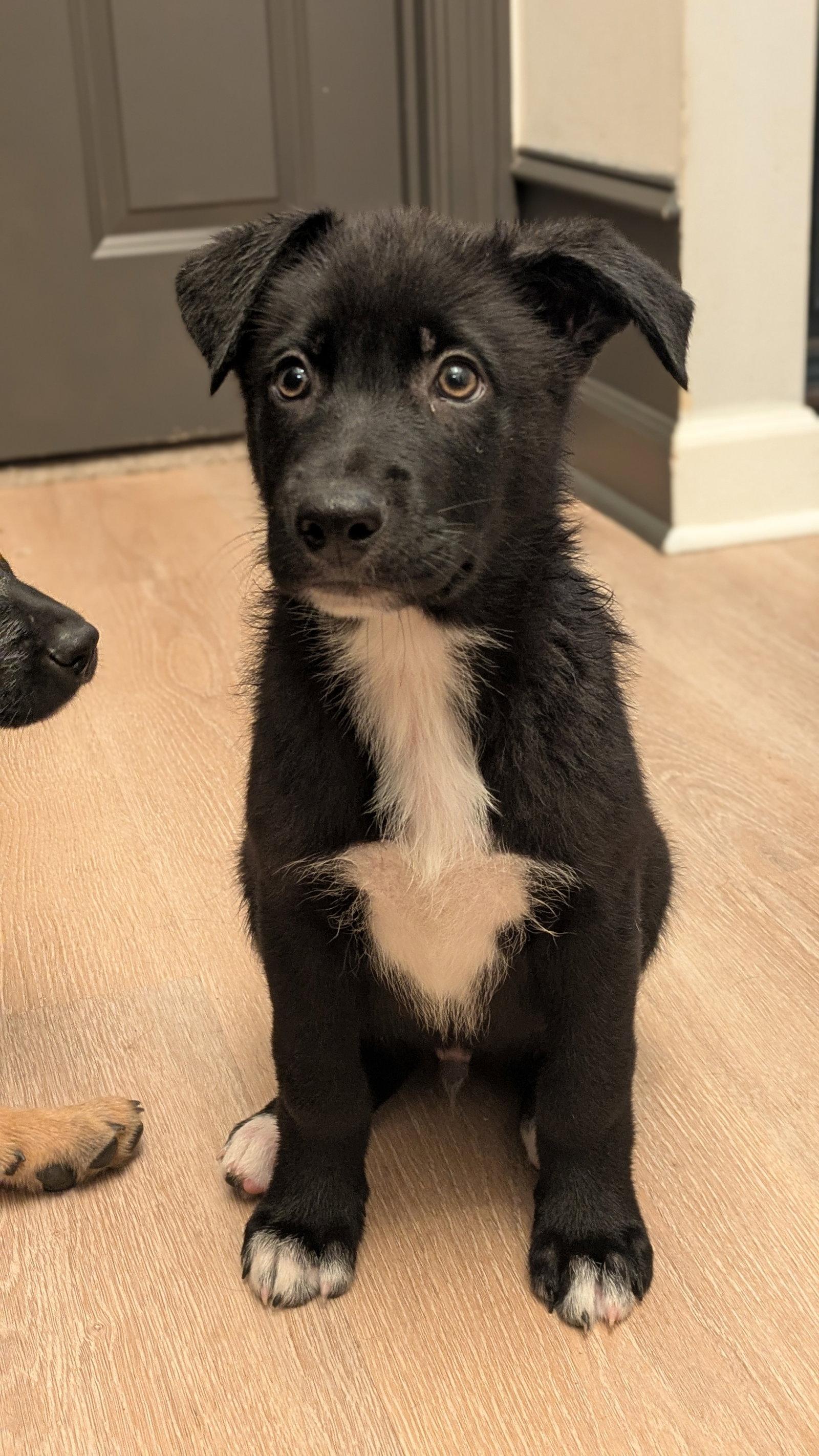 Dean, a Adoptable Labrador Retriever in Antioch, TN image 1/3