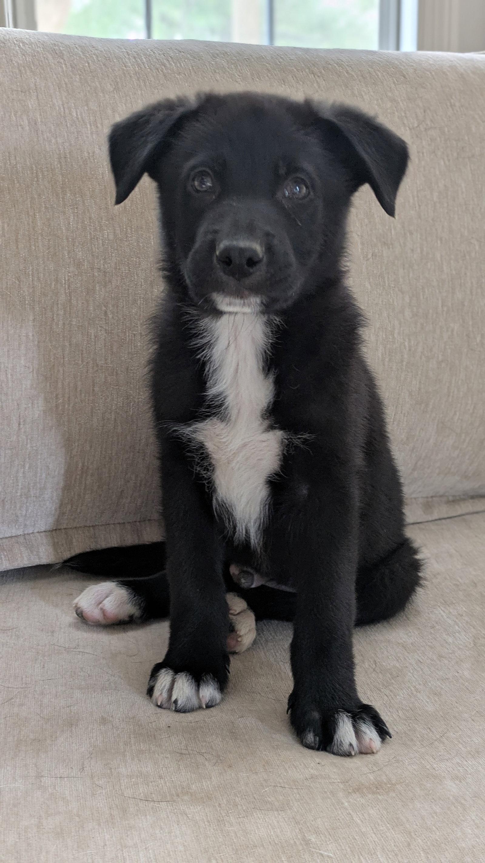 Dean, a Adoptable Labrador Retriever in Antioch, TN image 2/3