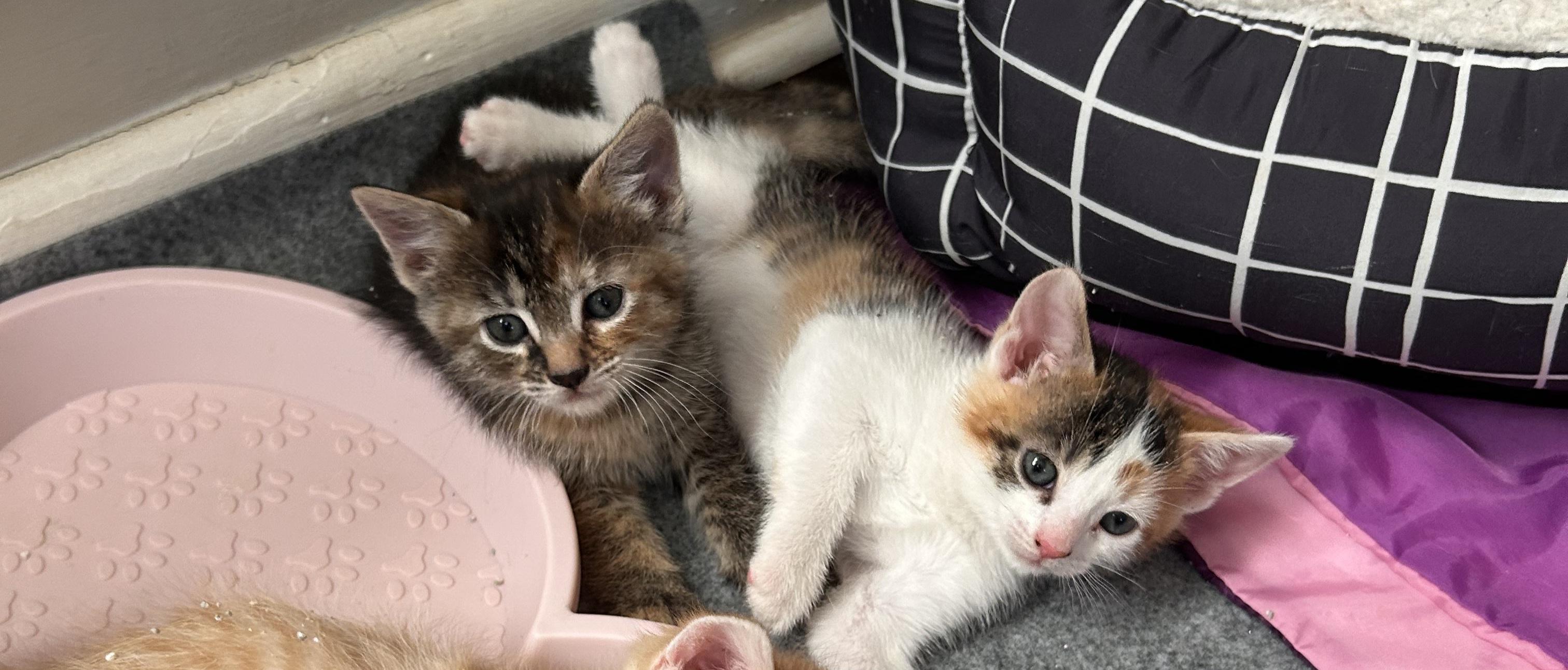 2 kittens left!, adopted, Kitten Female Domestic Short Hair.