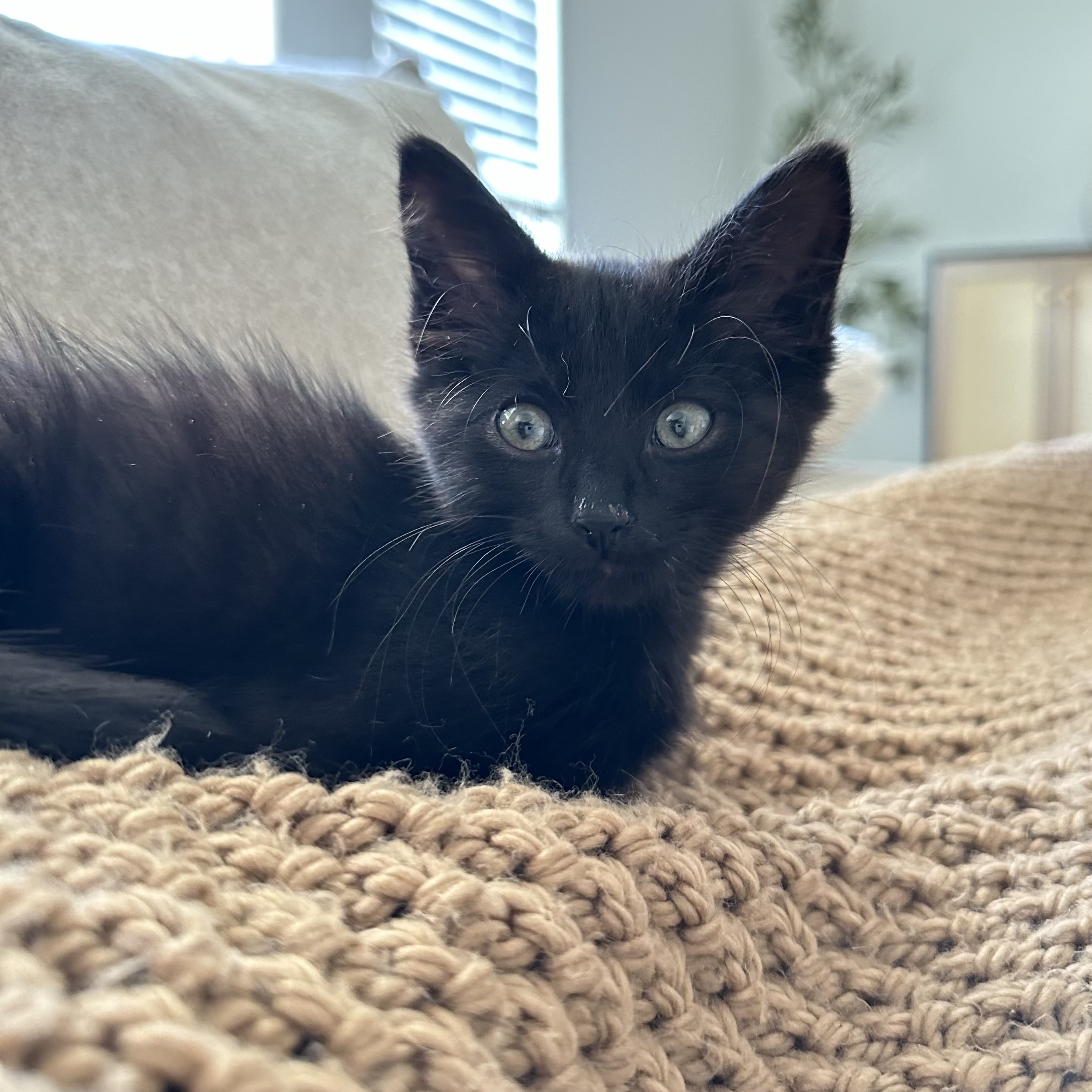 Cat for adoption Alex, a Domestic Short Hair in Bentonville, AR