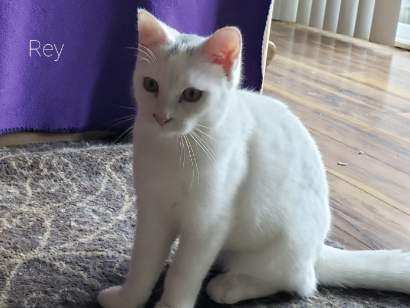 Enlarge Rey, a Adoptable Domestic Short Hair in Webster, TX image 1/1