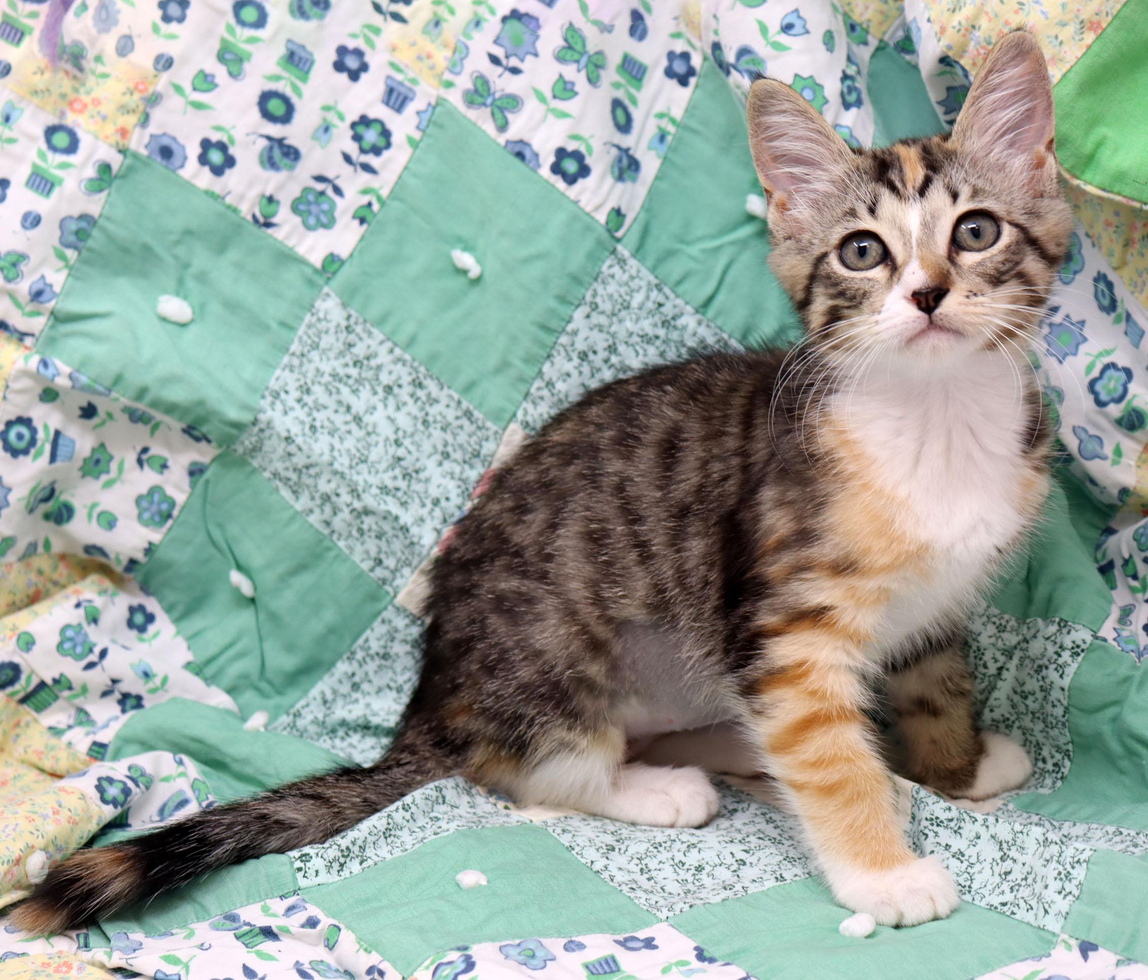 Enlarge Storm, an adopted Domestic Short Hair in Tierra Verde, FL image 3/3