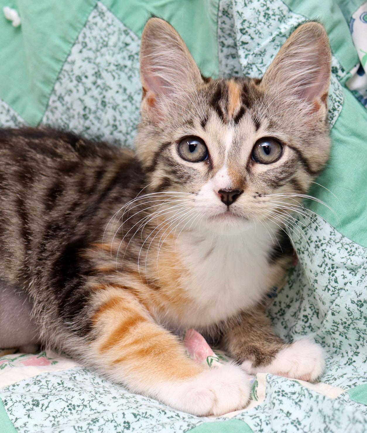 Storm, adopted, Kitten Female Domestic Short Hair.