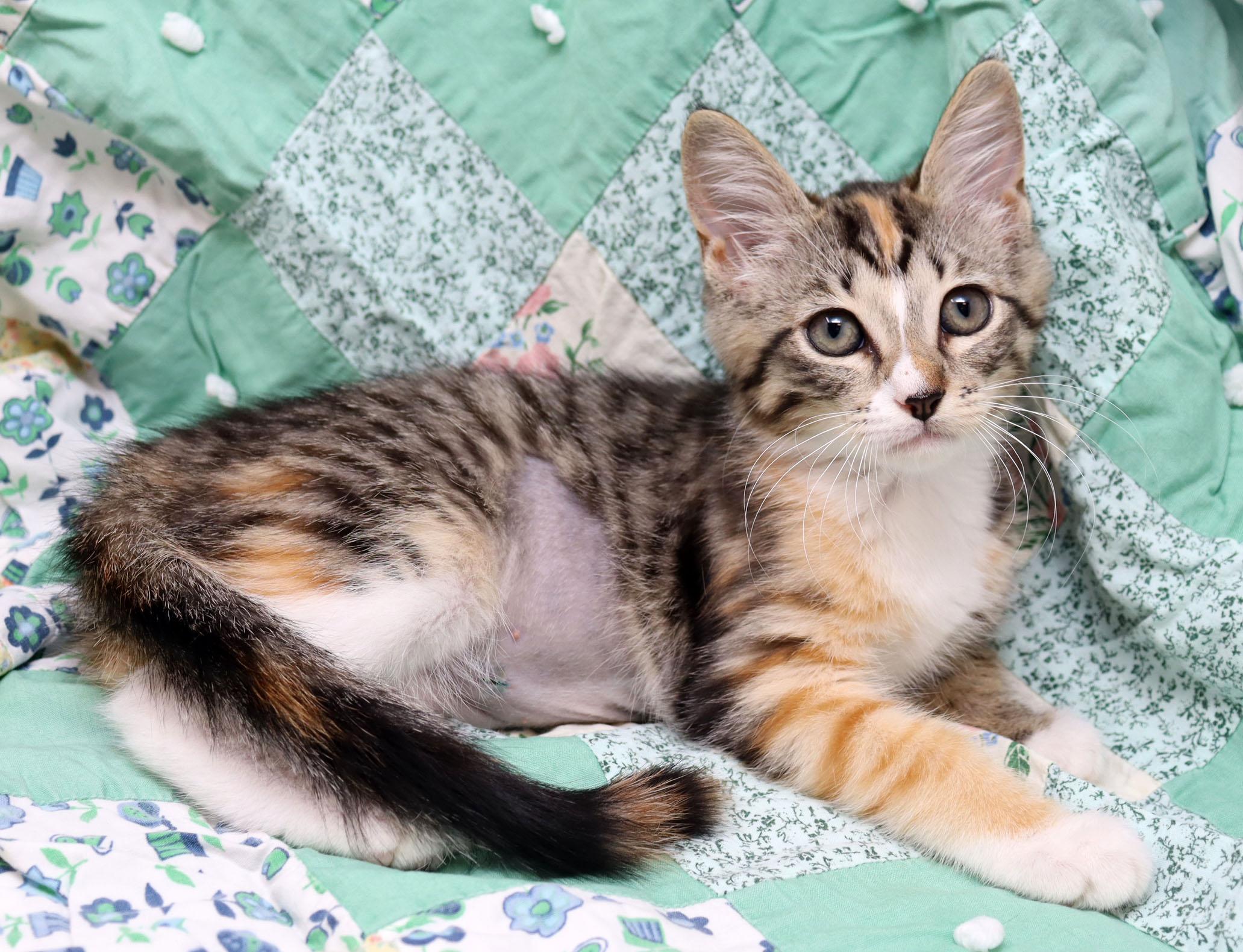 Enlarge Storm, an adopted Domestic Short Hair in Tierra Verde, FL image 2/3