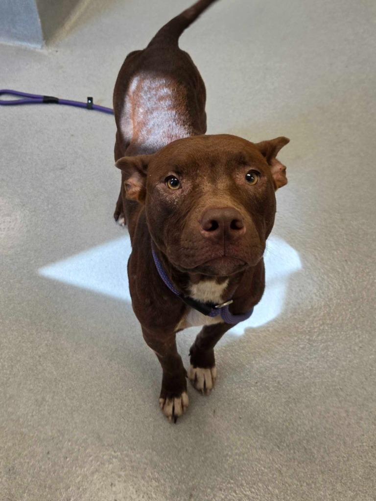 Adrien Brody, Adoptable, Young Male Pit Bull Terrier & Mixed Breed.