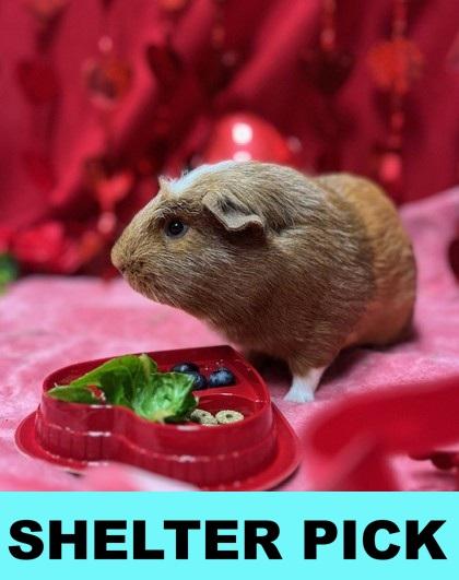 Cinnamon, Adoptable, Adult Male Guinea Pig & Guinea Pig.