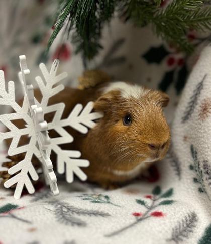 Enlarge Cinnamon, a Adoptable mixed breed in Eugene, OR image 2/3