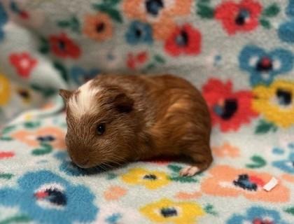 Enlarge Cinnamon, a Adoptable mixed breed in Eugene, OR image 3/3