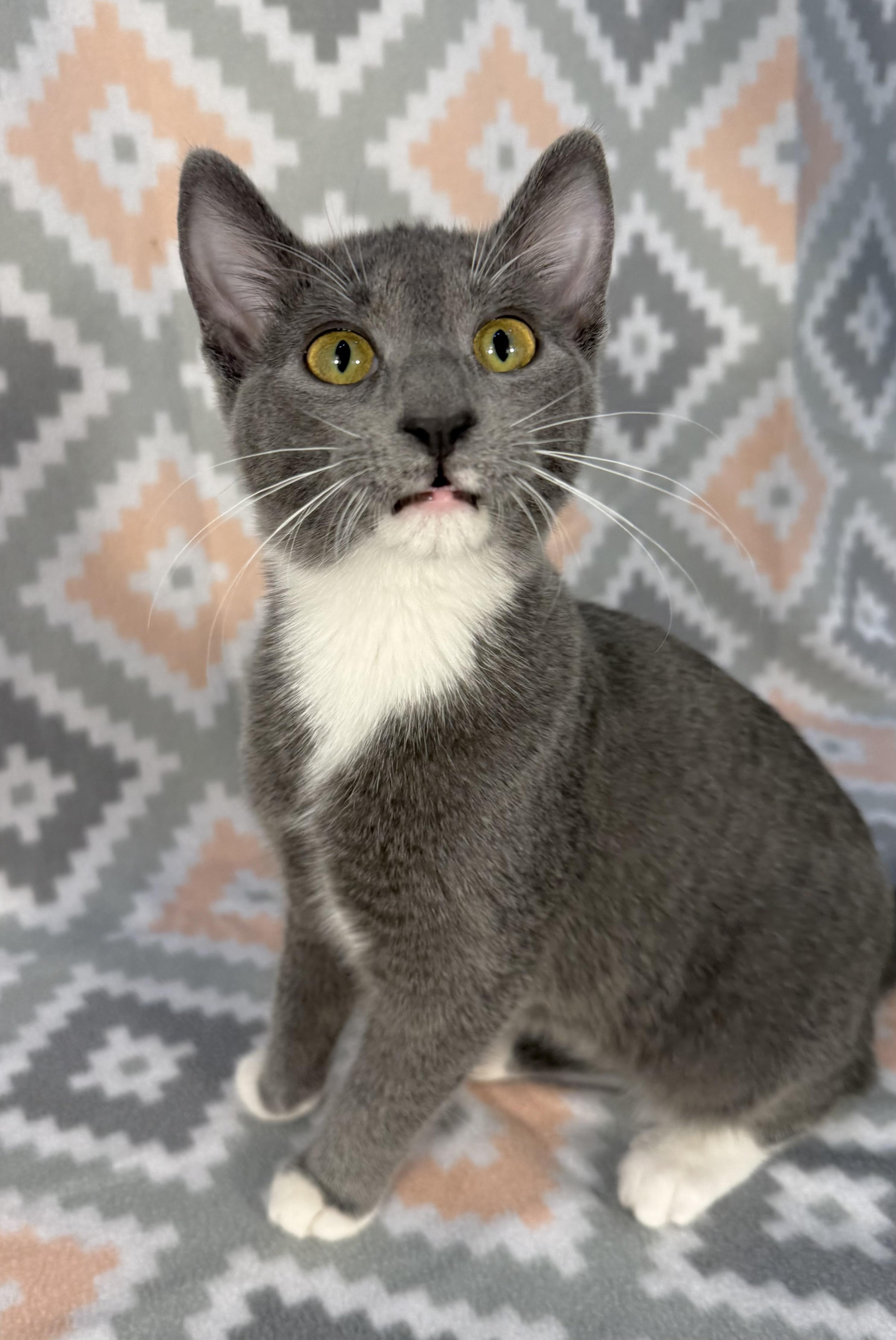 Enlarge Hattie, a Adoptable Domestic Short Hair in Minneapolis, MN image 4/5