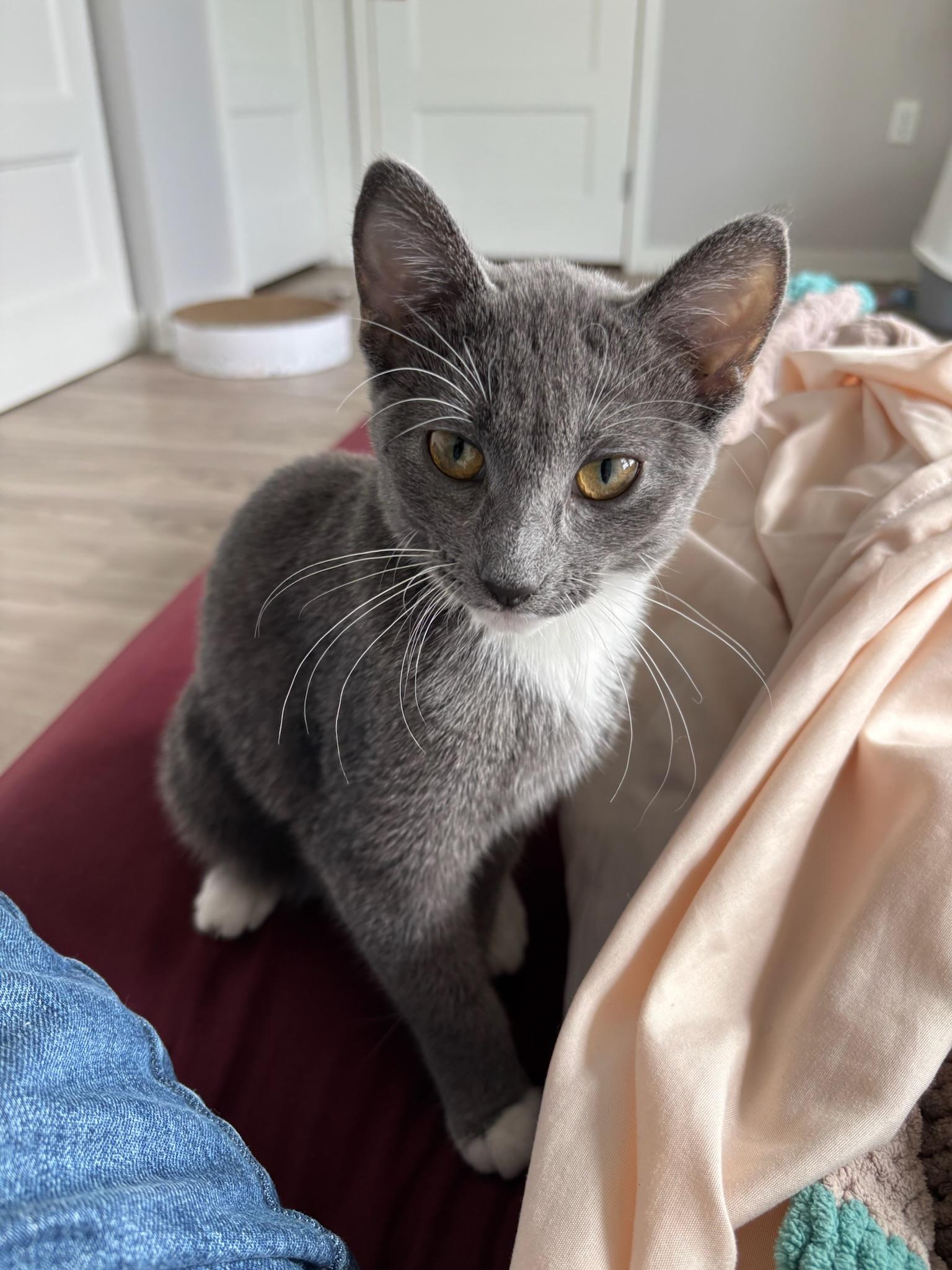 Enlarge Hattie, a Adoptable Domestic Short Hair in Minneapolis, MN image 5/5