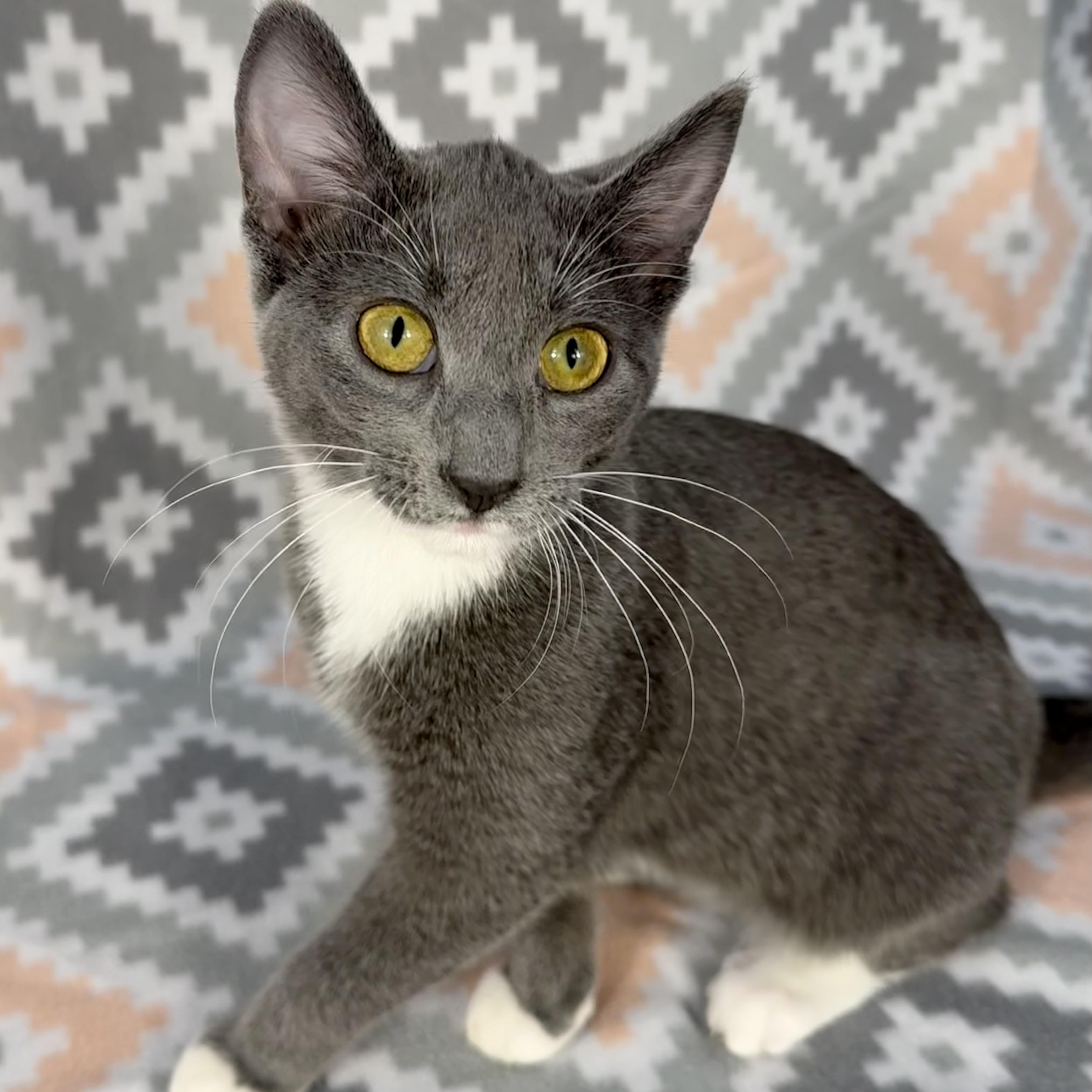 Enlarge Hattie, a Adoptable Domestic Short Hair in Minneapolis, MN image 1/5