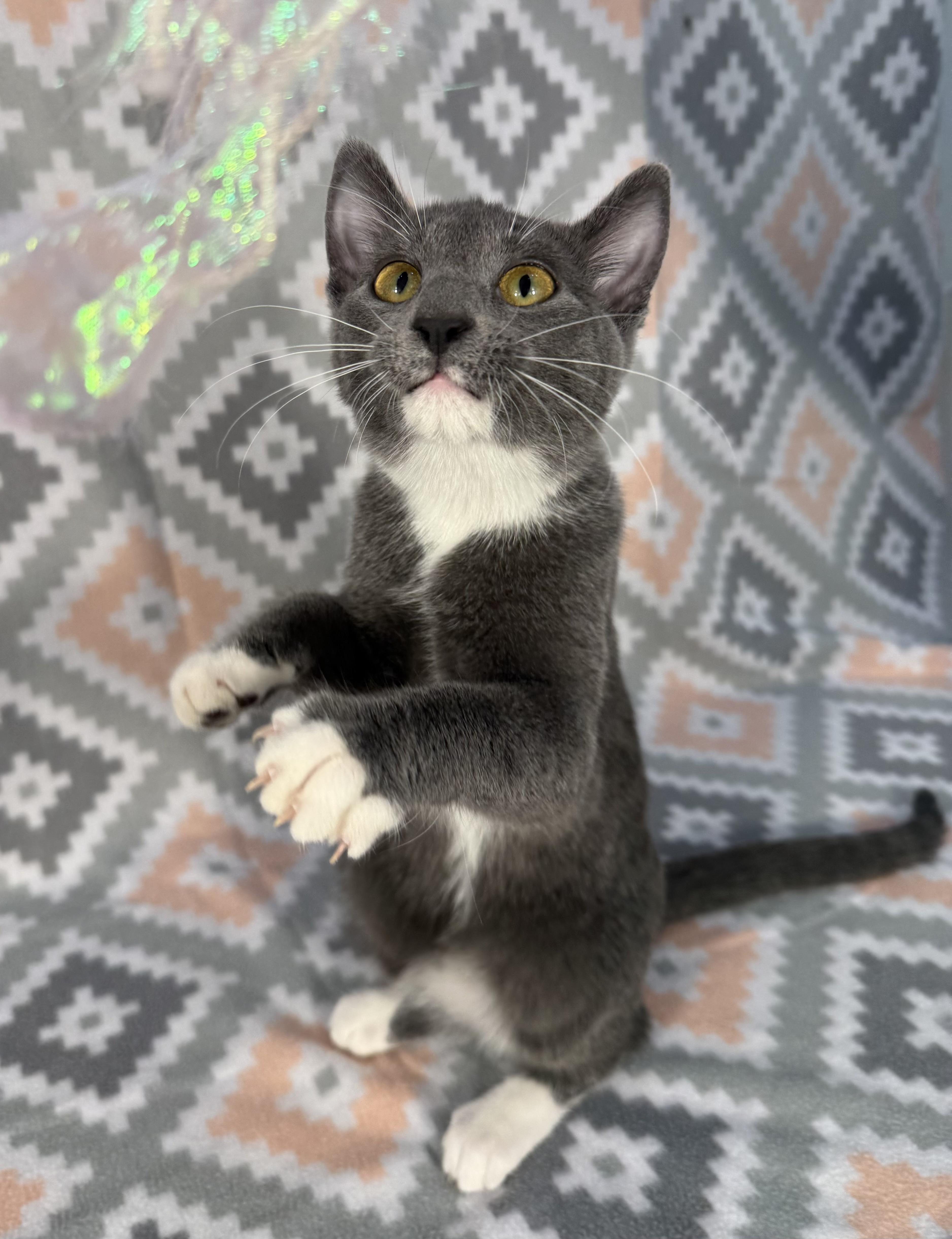 Enlarge Hattie, a Adoptable Domestic Short Hair in Minneapolis, MN image 2/5