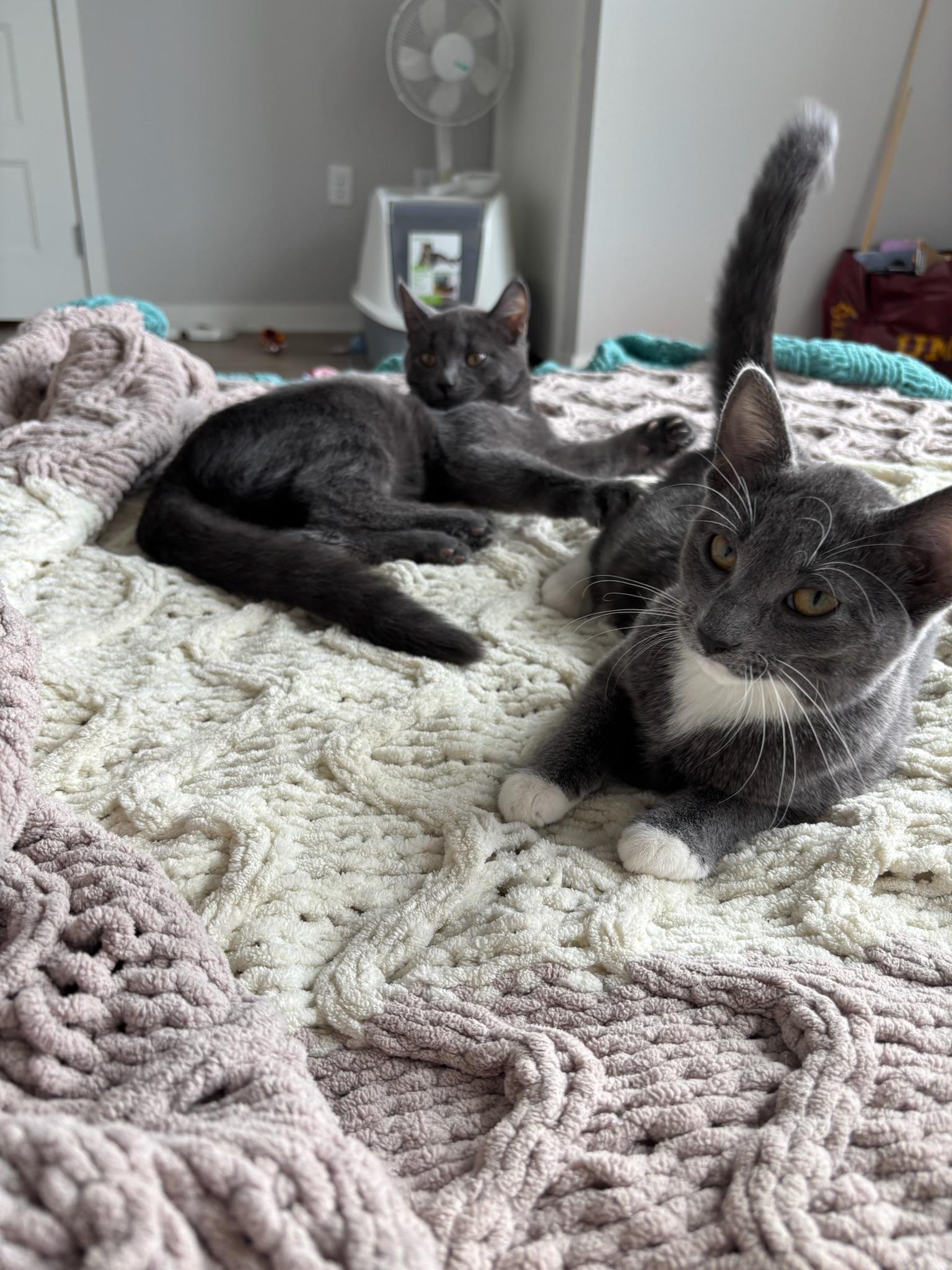 Enlarge Hattie, a Adoptable Domestic Short Hair in Minneapolis, MN image 3/5