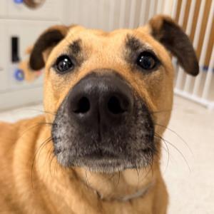 LEXI, Adoptable, Adult Female German Shepherd Dog.