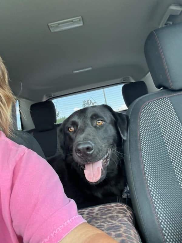 Dog for adoption Ernie, a Labrador Retriever in Toms River, NJ