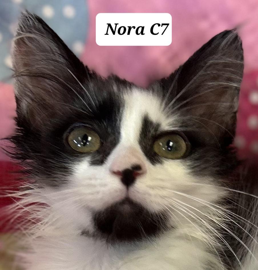 Nora, adopted, Kitten Female Domestic Long Hair.