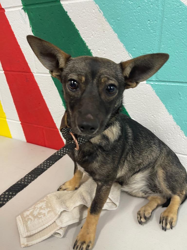 Enlarge Flutter, a Adoptable mixed breed in Thousand Oaks, CA image 1/1